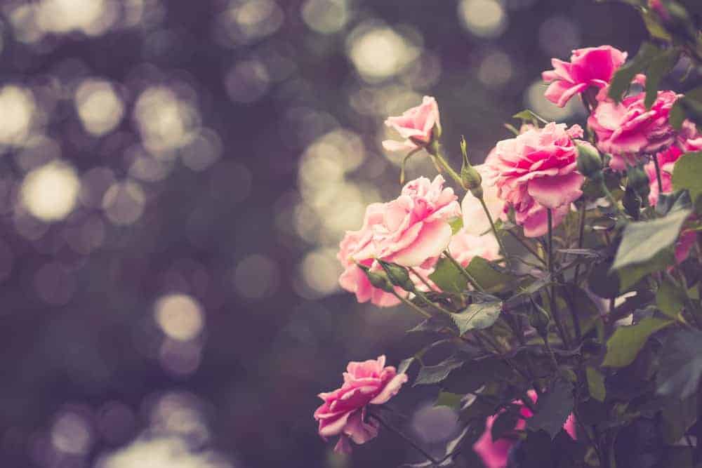 A Guide to The International Rose Test Garden Portland