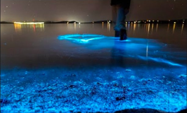 Puerto Mosquito Bioluminescent Bay