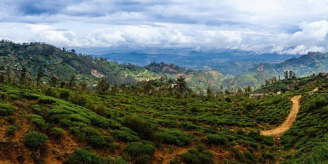 Ceylon tea country