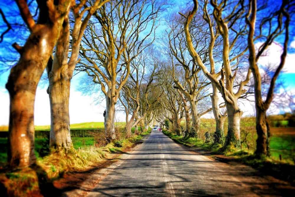 The Dark Hedges, a Game of Thrones location in Ireland