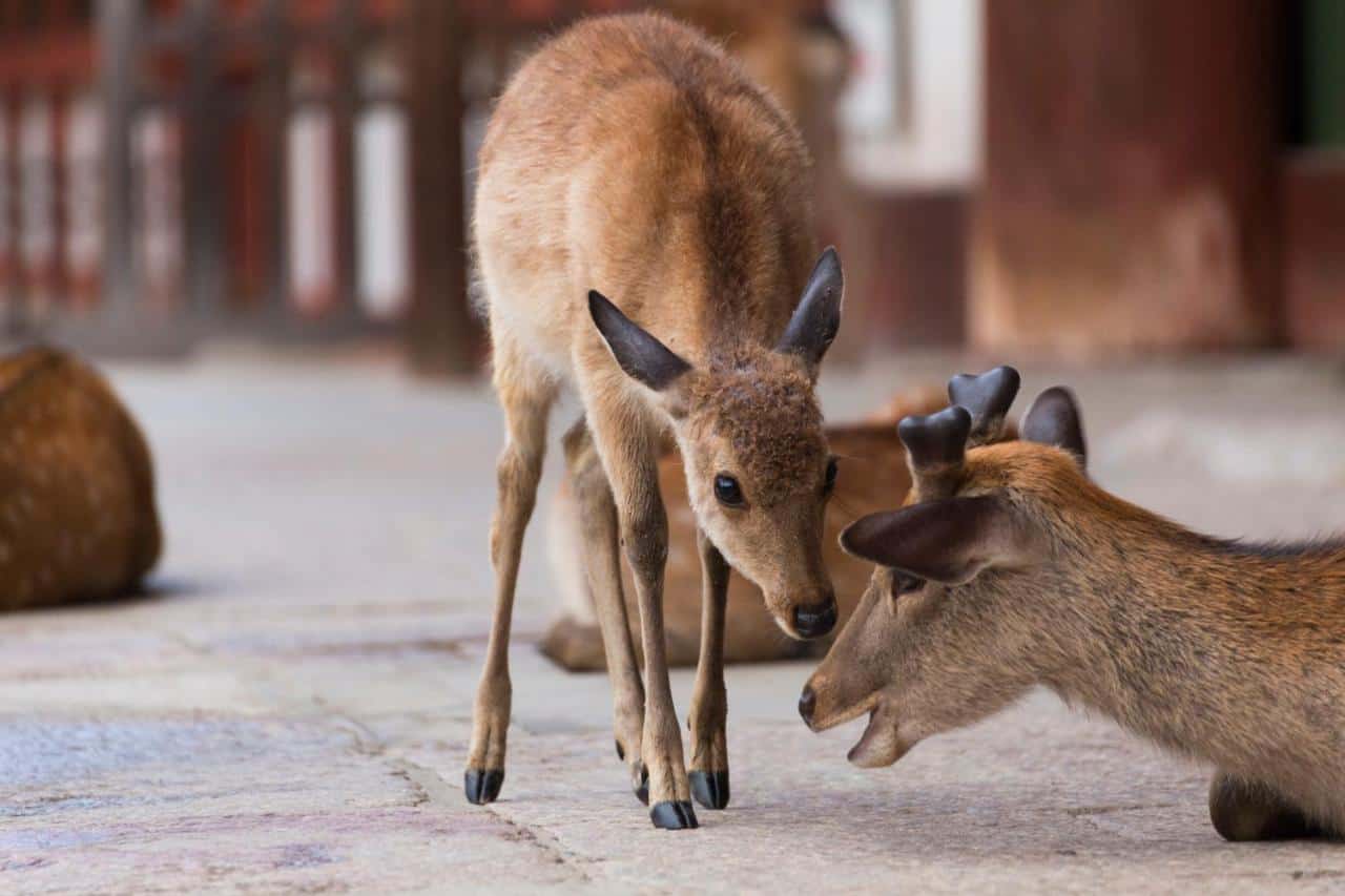 Deer hotel in Nara