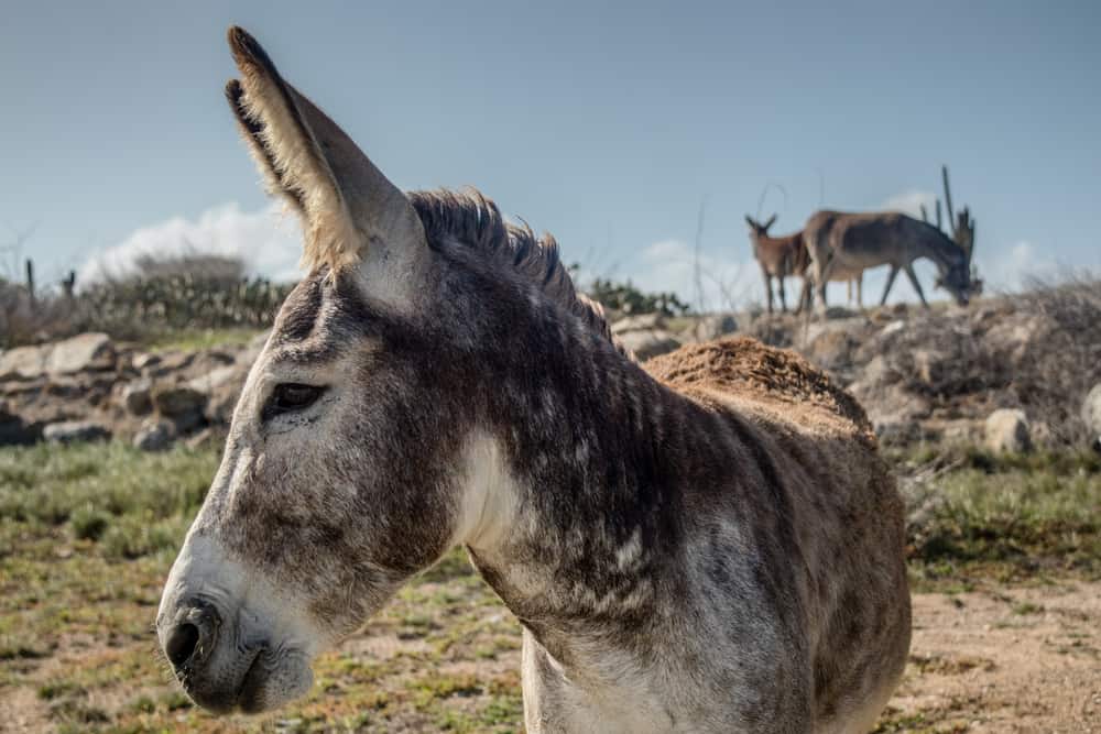 Donkey Sanctuary Aruba