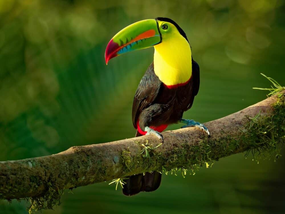 Exotic Wildlife in Belize