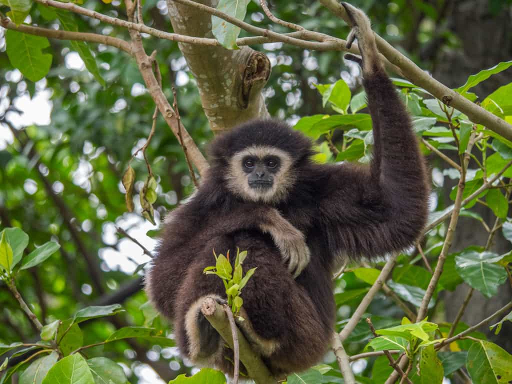 Gibbon Experience Laos