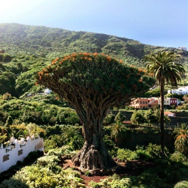 Icod de los Vinos Dragon Tree Tenerife