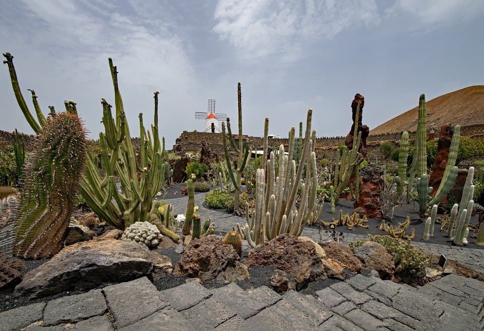 Jardin de Cactus in Lanzarote