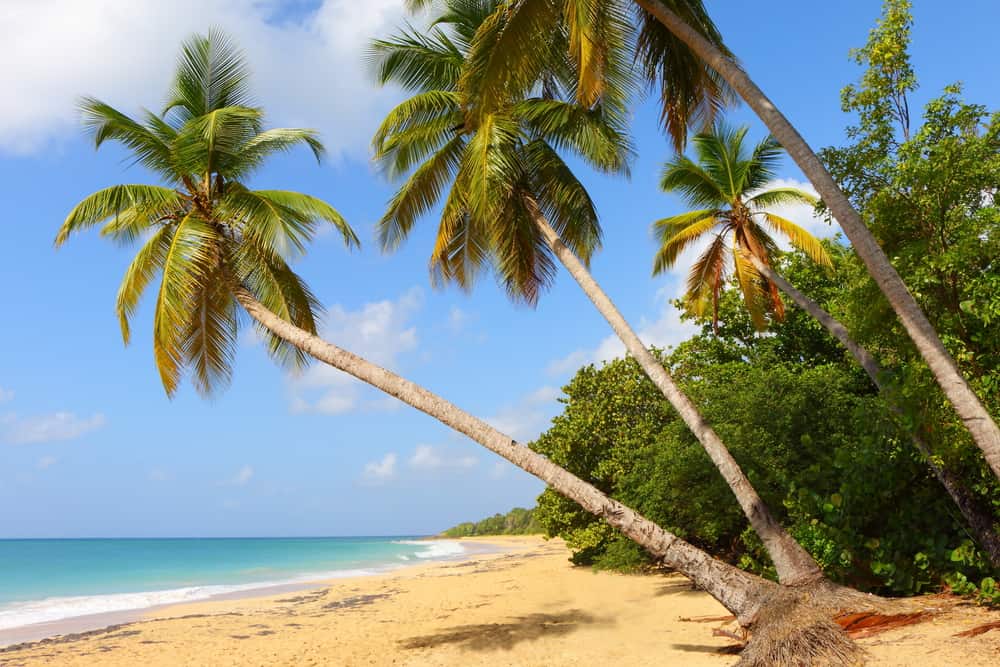 Anse De Salines Beach Martinique 