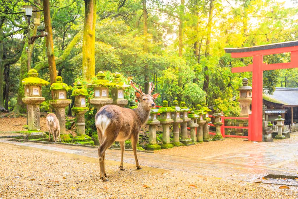 Nara - most beautiful places to visit in Japan