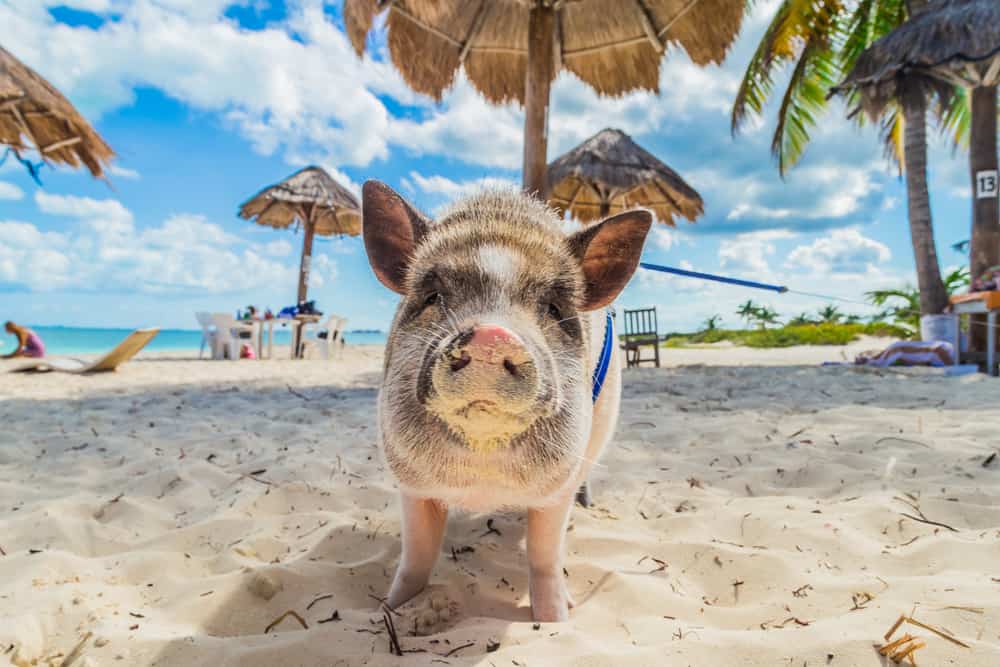 Pig Beach Exuma