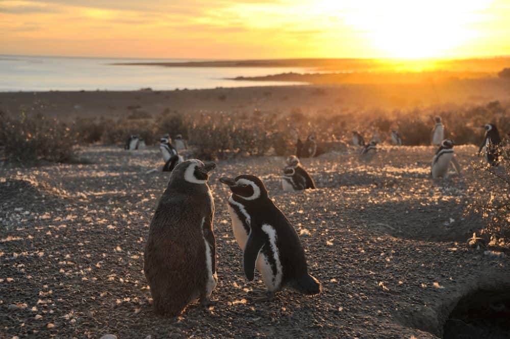 Punta Tombo Penguin Reserve