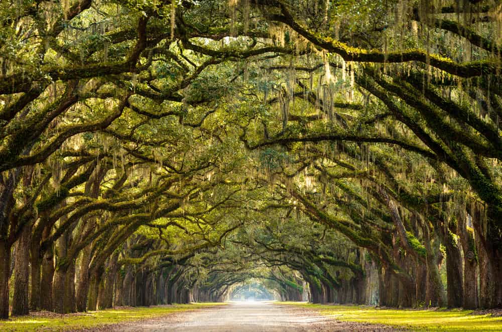 Savannah - best places to visit in the USA in spring