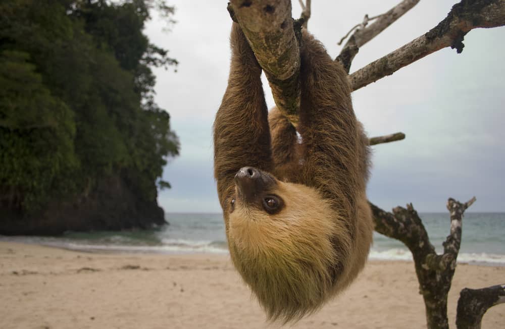 Cute sloth Costa Rica
