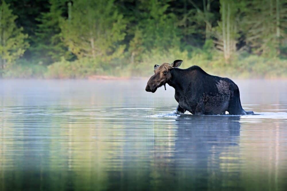 Tangle Lakes Moose