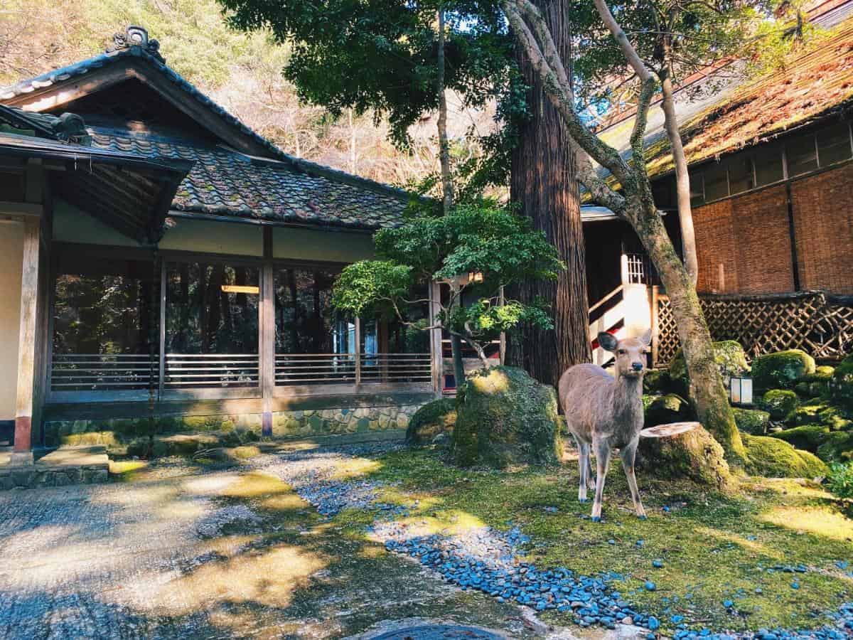 Tsukihitei - a traditional and upscale Japanese inn