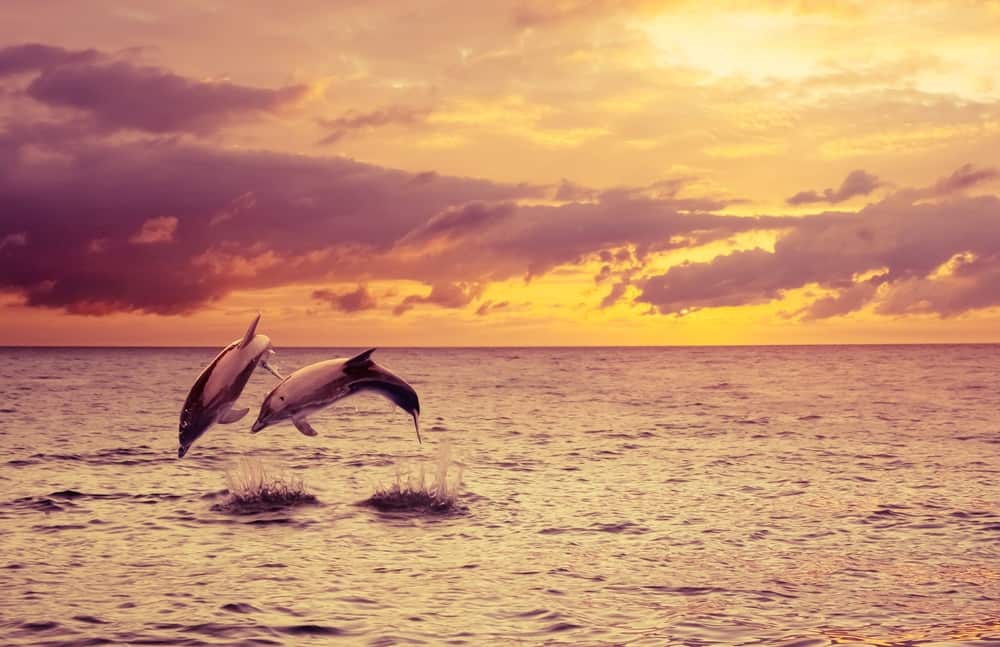 Wild dolphins Hawaii