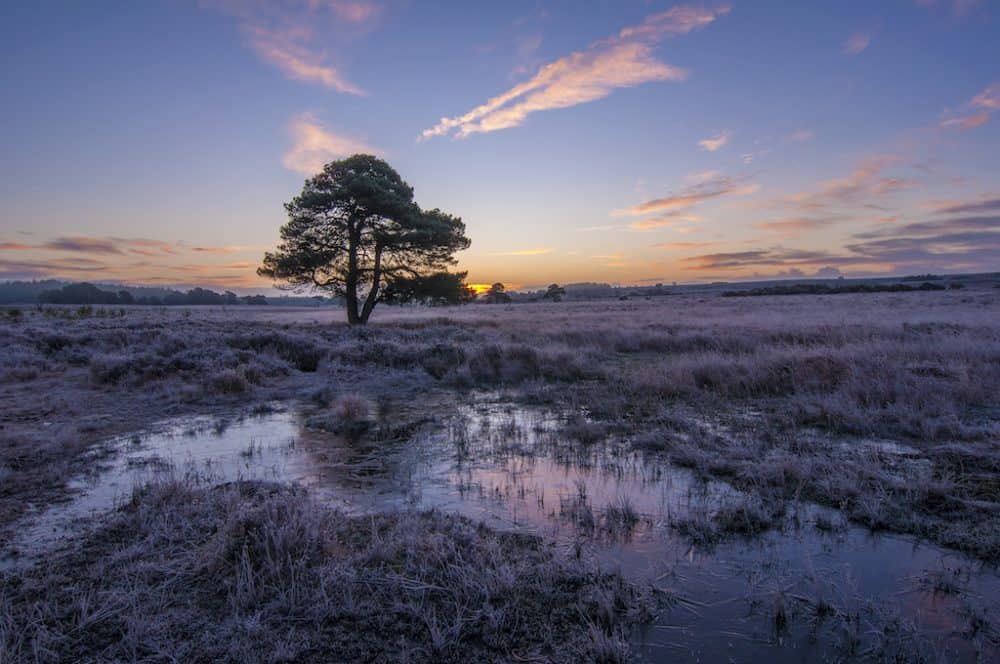 Visiting New Forest in the winter