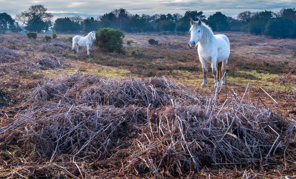 New Forest in the winter